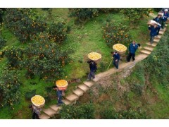 祝賀中盟電商與華大農(nóng)業(yè)達成戰(zhàn)略合作關(guān)系