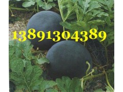 陜西大棚黑無籽西瓜基地/大棚黑無籽西瓜產地批發大量上市