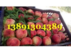 陜西早熟毛桃基地鄭二毛桃產地620毛桃價格突圍毛桃大量上市