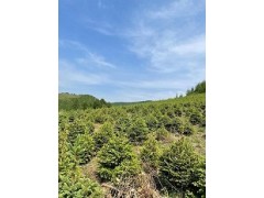 50公分營養杯樟子松樹苗,70公分青白扦云杉樹苗