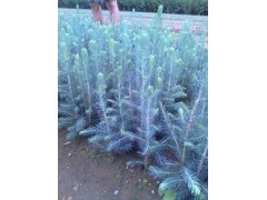 美國藍杉樹苗、克羅拉多美國藍杉樹苗品種純正