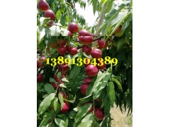 陜西珍珠油桃種植基地，大荔棗油桃價格行情產地