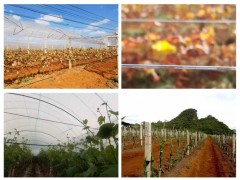 棚架鋼絲廠家、鋼絲廠家、大棚鋼絲廠家