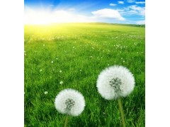 輕醫美廠家-輕醫美廠家電話