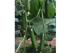 平涼育早春黃瓜苗基地/慶陽哪賣大小黃瓜苗