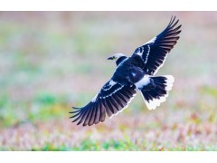 上海開成本發票