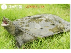 湖南甲魚批發多少錢一斤