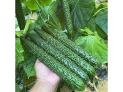 項城黃瓜苗廠家，周口2025水果小黃瓜苗批發(fā)